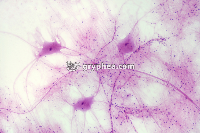 Réseau de neurones x25 - gryphea.org